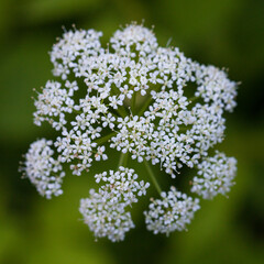 Blütendolde - Gewöhnlicher Giersch / Aegopodium podagraria / "ground elder", herb gerard, bishop's weed, goutweed