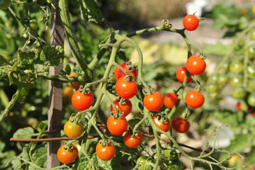 a tomato plant with bunches of little red cherry tomatoes in the vegetable garden 