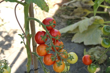 a bunch of tomatoes at a plant in the vegetable garden in summer closeup