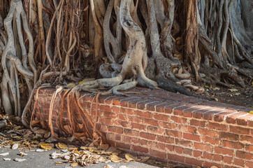 Tan and Gray Tree Roots and an Ancient  Red Brick Wall.