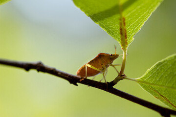small insect on a twig