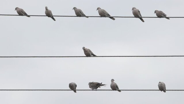 pigeons sit on wires in rows
