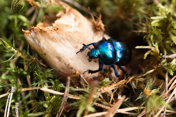 bug in a forest