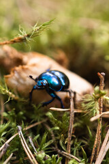 blue beetle walking in a forest