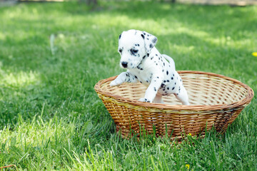 beautiful dalmatian puppy outdoors in summer, sitting in straw basket outside in the park. active pets. Beloved, well-mannered and healthy animals. copy space - obrazy, fototapety, plakaty