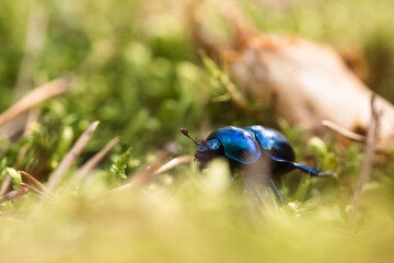 bug walking on a moss