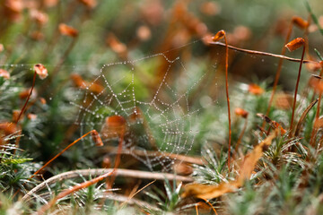 small spider web on a moss