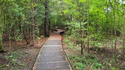 Obraz premium wooden bridge in the woods