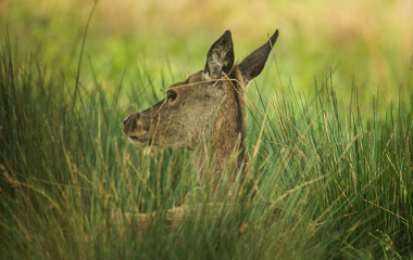 Deer Playing Hide and Seek