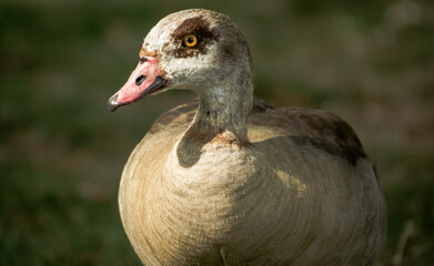 Egyptian Goose Posing to Camera