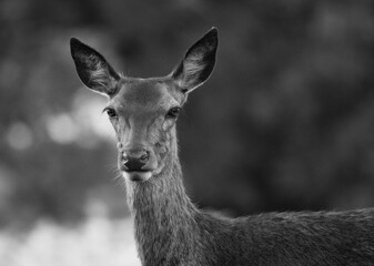Female Red Deer Black and White