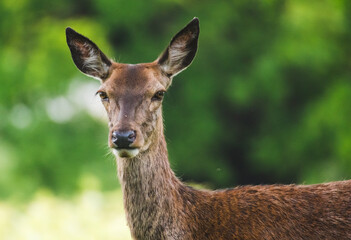 Female Red Deer Ears Pricked