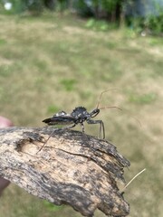 fly on a tree