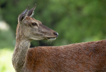 Female Red Deer up Close