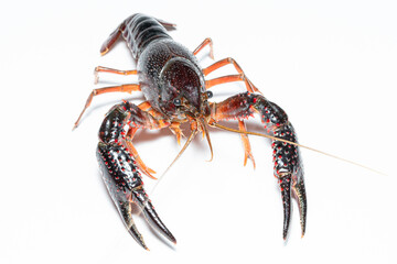 crab Procambarus clarkii with white background
