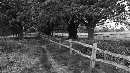 Fence through the trees Black and White
