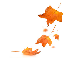 autumn leaf colors isolated for background