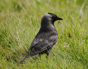 Jackdaw Hunting Food in the grass