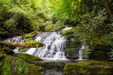 Fototapeta premium waterfall in the woods