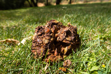 Black Bear Scat withy Chunks of Apples Mixed in from Eating Fruit