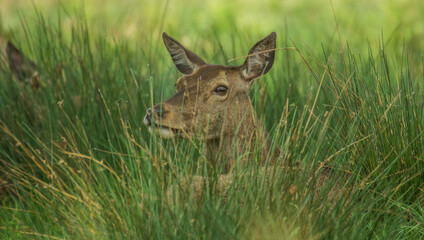 Red Deer Deep in the grass