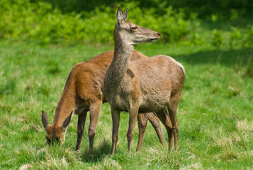 Two Female Red Deer in the Sun