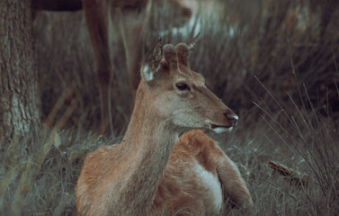 Red Deer Resting Up Close