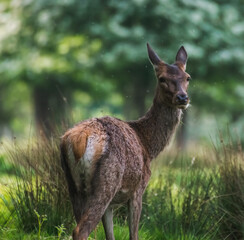 Red Deer Surrounded by Flys