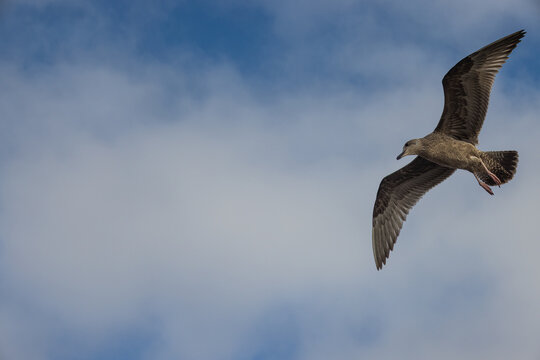 Seagull Flying With Wide Open Wings Against The Beautiful Blue Cloudy Sky