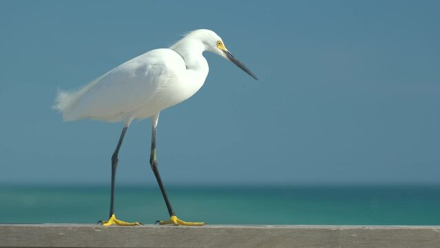 White heron wild sea bird, also known as great egret on seaside in summer
