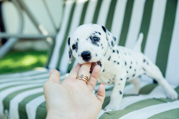Dalmatian puppy playing outdoor.White black puppy bite in a hand. Young dog playing with a...