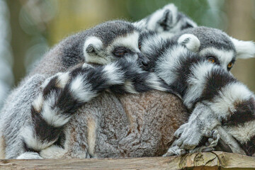 Naklejka na ściany i meble Group of lemurs sleeping and huddled against each other with a blurred background, grayish fur, striped tail with black rings, sunny day in a nature reserve. Animals in wildlife concept