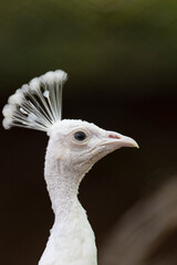 Beautiful male white peacock close-up portrait. Indian Peacock Horizontal Close-up of a peacock 