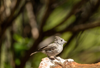 Titmouse at water