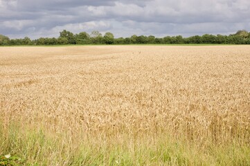 wheat large field in summer
