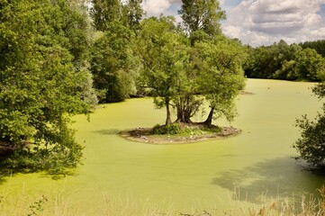 a small pond with green lentils on the surface