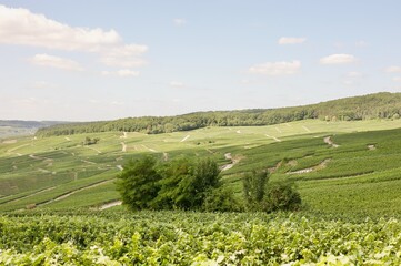 Fototapeta na wymiar champagne vineyards in summer