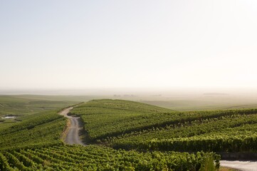champagne vineyard in summer with mist