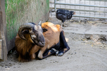 Goats in the zoo in Siofok, Hungary - obrazy, fototapety, plakaty
