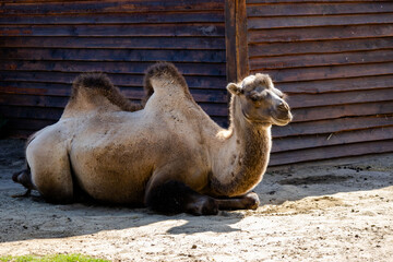 Camel in the zoo in Siofok, Hungary