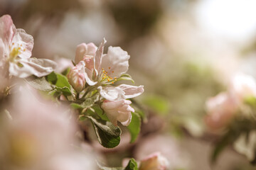 Fototapeta na wymiar beautiful white apple blossoms flowers in spring