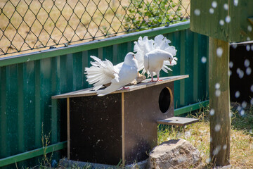 Birds at the zoo in Siofok, Hungary © Tomasz