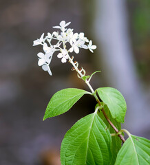 White flower bloom green leaves