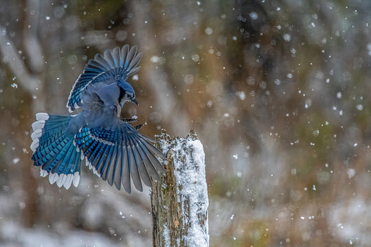 blue jay landing in snowy winter day