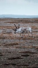 Vertical closeup shot of a peary caribou on am open area under a blue sky © Mark Donneleton/Wirestock Creators