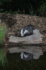 European badger, Meles meles,foraging near a woodland pool in Sussex UK