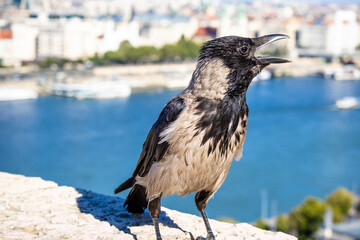 black and white crow