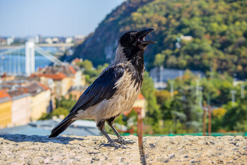 black and white crow