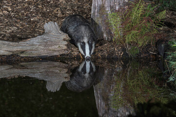 European badger, Meles meles,foraging near a woodland pool in Sussex UK