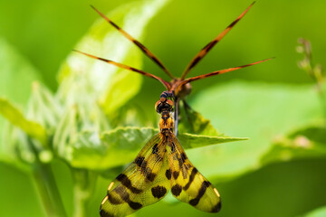 dragonflies mating
